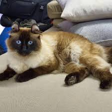 Cat trees and high perches are necessary. Kashinkas Cattery 620 Photos Pet Breeder 369c Marais Street Brooklyn Pretoria 0181 Pretoria South Africa
