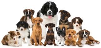 Hier finden sie 20 namen für ihren labrador: Tolle Mannliche Hundenamen Fur Ruden