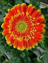 Pin By Ana Valle On Flowers Flowers Gerbera Daisy Gerbera