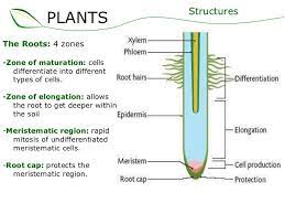 The Roots 4 Zones Zone Of Maturation Cells Differentiate Into Different Types Of Cells Zone Of Elongation A Parts Of A Plant Differentiation Epidermis