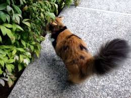 Male calicos are the result of a genetic mutation and are most likely sterile. Long Haired Calico Cat Taking A Walk In The Garden Youtube