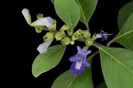 Image result for Vitex fischeri