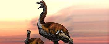 it s official at last this is the biggest bird that s ever lived minik kus kus hayvanlar