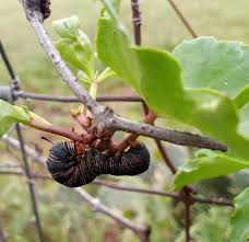 Image result for Cissus faucicola
