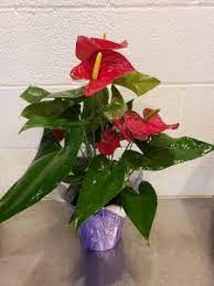Check spelling or type a new query. Anthurium Potted The Flower Shop