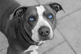 Maybe you would like to learn more about one of these? Blue Eyed Pitbull You Won T Resist Those Baby Blues