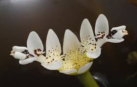 Image result for Aponogeton junceus