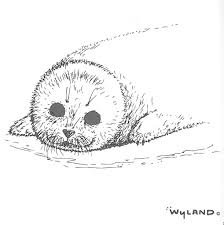 Happiness Is A Harp Seal Pup Practice Depicting White On White Subjects Free Download Wyland Foundation