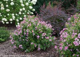 Check spelling or type a new query. Little Lamb Panicle Hydrangea Hydrangea Paniculata Proven Winners