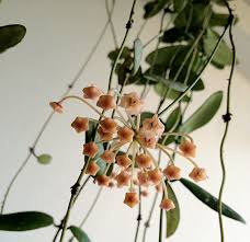 Image result for Polystachya spatella