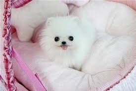 the traits we all enjoy about the cute pomeranian dogs all about small pomerania cute dogs enjoy pomerania yavru kopek sevimli kopek yavrulari kopek