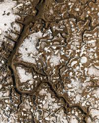 Image result for Dissotis trothae