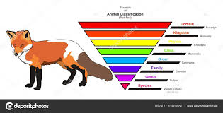Images Animal Kingdom Classification Example Animal