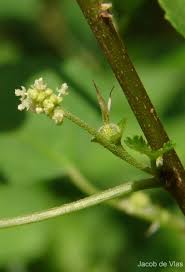 Image result for Acalypha fruticosa