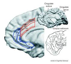 Milham mp (1), banich mt. Cognitive And Emotional Influences In Anterior Cingulate Cortex Trends In Cognitive Sciences
