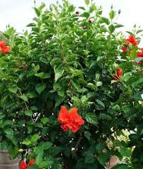 Hibiscus flower/different parts of china rose/parts of flower. Chinese Hibiscus Description Care And Uses Kalliergeia