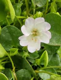 Image result for Falkia