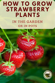 how to grow huge strawberries growing strawberries strawberry plants strawberry