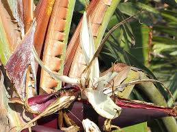 Image result for Strelitzia caudata