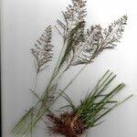 Image result for Sporobolus stapfianus