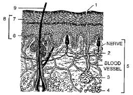 The outer layer is called the epidermis; Structured Application Skill Typegiven Below Is A Diagrammatic Sketch Of The Vertical Section Of The Human Skin Label The Parts Numbered From 1 To 9