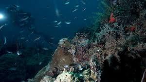 Check spelling or type a new query. Pulau Pramuka Bukan Objek Wisata Menyelam Semata Mongabay Co Id Mongabay Co Id