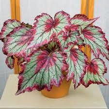 Begonias for Sale | How to Grow &aмp; Care for Begonia Plants