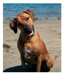 Unlike a traditional homemade diet, however, their recipes come in a all of the ingredients in the honest kitchen foods are minimally processed to ensure that delicate enzymes and phytonutrients remain intact while. Leerburg Honest Kitchen Dehydrated Dog Food