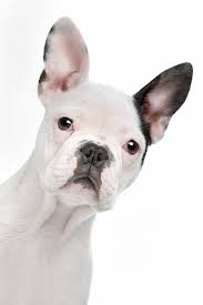 We are a small hobby breeder of over 15 years located in arizona. Building Bonds Dog Training Tucson Az Positive Reinforcement Dog Training French Bulldog Puppy Building Bonds Training