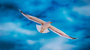 Siamo nati per volare - Inner Innovation Project