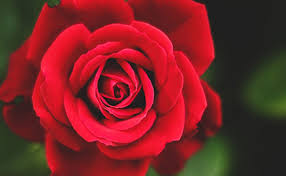 The colors of chysanthemum varies from the red, white,pink, purple and yellow.it often comes in a rainbow colors as shown in the picture. Top 10 Most Beautiful Flowers In The World Floweraura