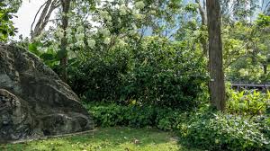 Image result for Pleiocarpa