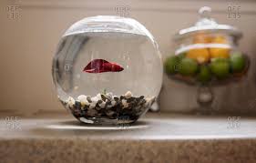 Males are solitary creatures and require little space, but can betta fish live in a bowl? Betta Stock Photos Offset