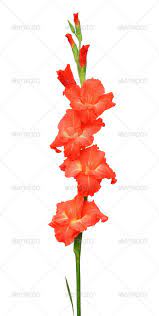 Gladiolus Birth Flower Tattoos Flower Art Gladiolus Flower Tattoos