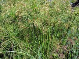 Image result for Cyperus luteus