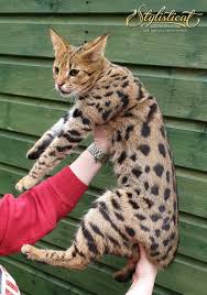 Have you ever wondered if your cat loves you? F1 Savannah Kittens Cats From Your Wildest Dreams