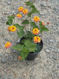 Image result for Lantana camara