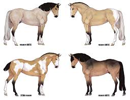 Age 11 yrs 3 mths. Buckskin Horse Adopts 2 4 Open By Answeredprayers On Deviantart