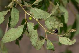 Image result for Rhoicissus