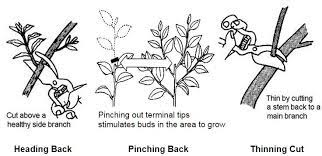 A simplified approach, suitable for all types of hydrangeas, is to limit pruning to: August Pruning Alden Lane Nursery