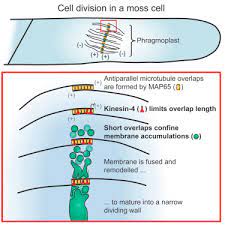 In the complete animal cell centrosome, the two the er is a continuation of the outer nuclear membrane and its varied functions suggest the. Shortening Of Microtubule Overlap Regions Defines Membrane Delivery Sites During Plant Cytokinesis Sciencedirect