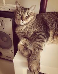 A Aiko E Uma Gata Srd Femea Linda Com Pelagem Cinza Rajado Nascida Em 19 02 2010 Estamos A Procura De Um Apaixonado Por Ga Gatos Gatinhos Procurando Nemo