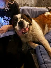 Lost dog found in Mountain Meadows Enumclaw