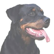 Rottweilers are considered to be one of the oldest breeds of dog with an origin way back to roman times where they were used as herder or driving dogs. Rottweiler Auf Landes Liste Gefahrlicher Hunde Munster
