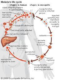 Malaria is spread by the bite of an infected anopheles mosquito and causes symptoms such as fever, aches, and nausea. Malaria Causes Symptoms Treatment Prevention Britannica