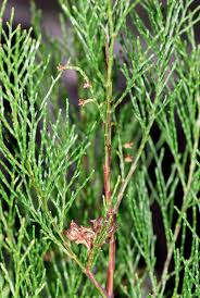 Image result for Callitris