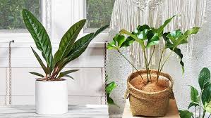 Hal ini tidak lain karena daun dari tanaman ini pun cukup unik. Jenis Tanaman Gelombang Cinta Daun Daun Yang Cantik