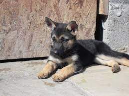 4 Month Old German Shepherd Puppy Image German Shepherd Puppies Puppies German Shepherd Puppy Images