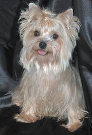 Image result for white yorkshire terrier
