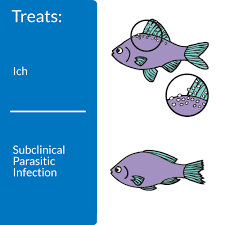 It damages the fish's skin as it enters the tissue and, if untreated, will kill them. Api Super Ick Cure